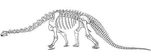 Black-and-white drawing of a reconstructed skeleton in side view. The shoulder blade is steep, and the back is sloping backwards.