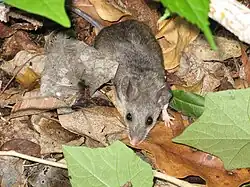 Brown mouse