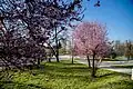 Spring in Środula Park