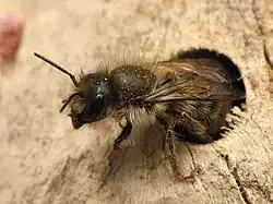 The mason bee Osmia cornifrons nests in a hole in dead wood. Bee "hotels" are often sold for this purpose.