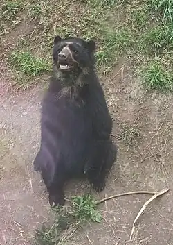 Spectacled Bear