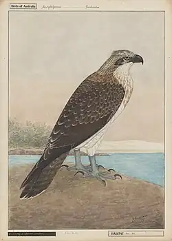 Osprey (Pandion haliaetus) (1935).
