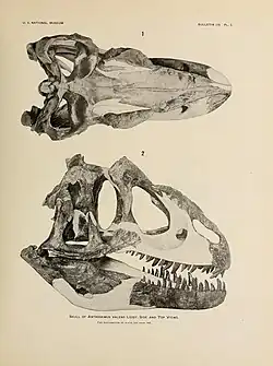 Page of a 1920 paper showing a skull in top and side views, with parts of the middle section of the skull reconstructed by plaster