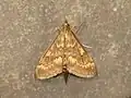 Dorsal view