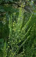 Plant of O. alba