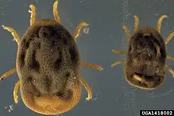 Otobius megnini
