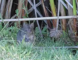Brown rat