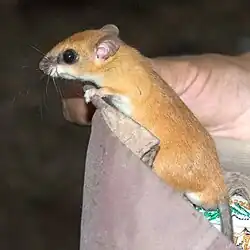 Brown rat