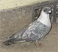 Ottati OC