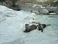 Small clawed otters in the zoo