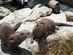 Two of the zoo's otters