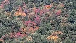 Ouachita Flora