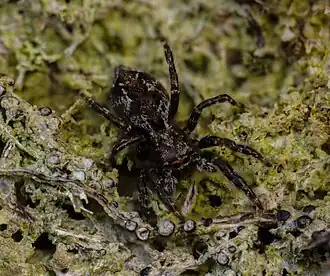 O. paparoa