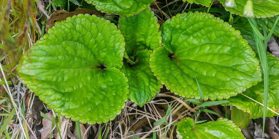 Heart-shaped leaves
