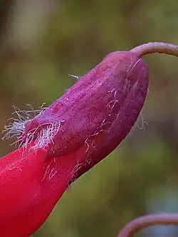 Close up of calyx