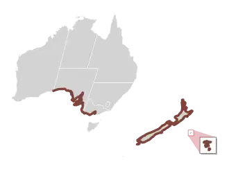 Map showing the distribution of Ovalipes catharus, with coastlines it resides in coloured in brown, other regions coloured in light grey, and ocean transparent. In Australia, inhabited zones include the coasts of South Australia and Victoria west of Port Philip. In New Zealand, these include all coasts: North Island, South Island, Stewart Island, and the Chatham Islands; the Chatham Islands have been zoomed in on to show detail.