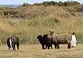 Sheeps and king penguins together in Porvenir