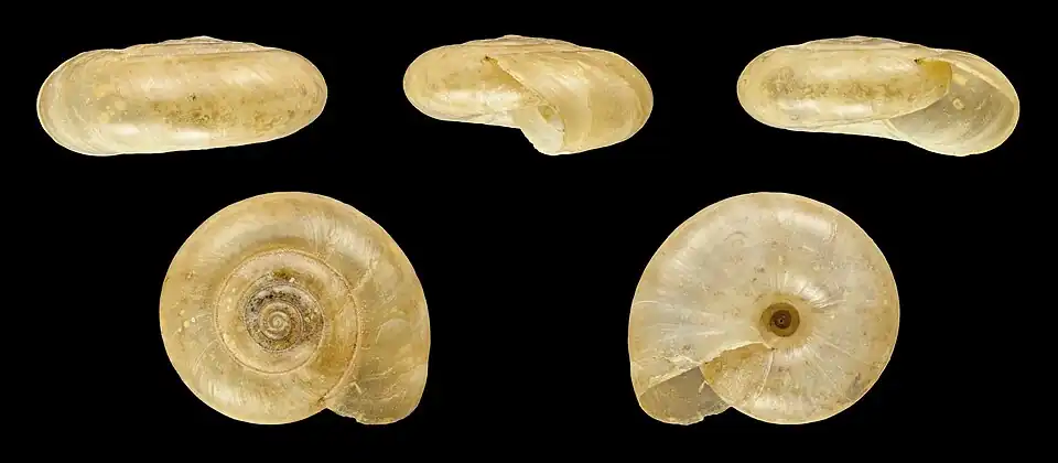 Shell of an Adult specimen (Ø 1.3&nbsp;cm, 0.51&nbsp;in)