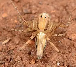 female