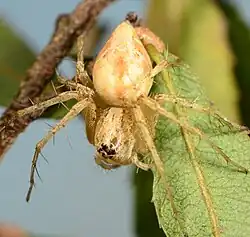female