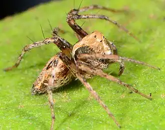 female