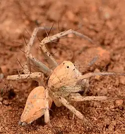 juvenile female