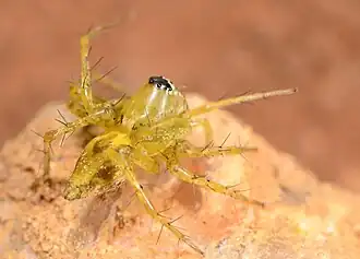 female