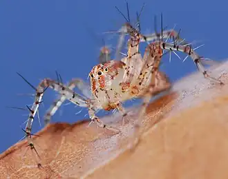 female