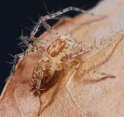 female
