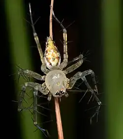 female