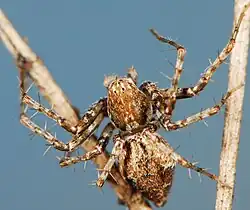 female