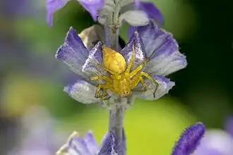 Oxyopes variabilis