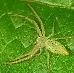 female