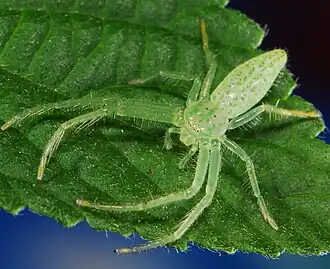 female