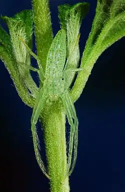 female