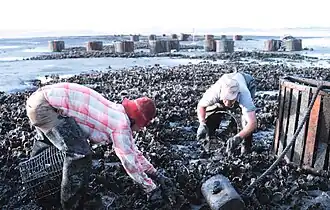 Harvesting oysters from beds by hand in Willapa Bay, Washington state, United States