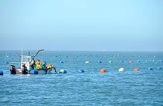 Oyster farming at Walvis Bay, Namibia