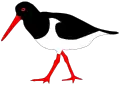 Haematopus ostralegus