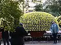 Thousand Bloom Chrysanthemum, Longwood Gardens, 2025 (including some plants (e.g. Black olive, Wood's cycad))
