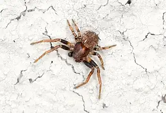 O. praticola
