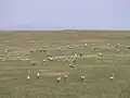 Blue Crane