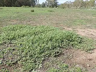 Habitat