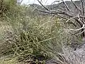 Habit