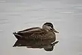 Mallard x Pacific black duck hybrid, Hobart