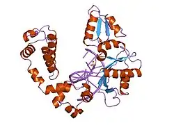 8icz: DNA POLYMERASE BETA (POL B) (E.C.2.7.7.7) COMPLEXED WITH SEVEN BASE PAIRS OF DNA; SOAKED IN THE PRESENCE OF OF DATP (1 MILLIMOLAR), MNCL2 (5 MILLIMOLAR), AND LITHIUM SULFATE (75 MILLIMOLAR)