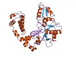 9ice: DNA POLYMERASE BETA (POL B) (E.C.2.7.7.7) COMPLEXED WITH SEVEN BASE PAIRS OF DNA; SOAKED IN THE PRESENCE OF DATP (1 MILLIMOLAR) AND CUCL2 (0.1 MILLIMOLAR)