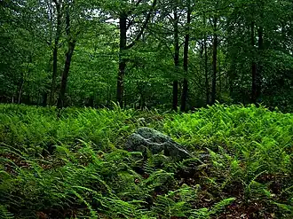 Forest