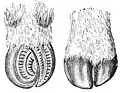Muskoxen broad hooves