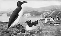 drawing of a large flightless bird The Great Auk