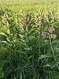 Asclepias syriaca Common milkweed. Restoration Trail - Camden State Park, MN. 20210630.
